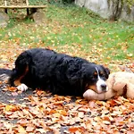 Отель Baunhoeller-muehle *