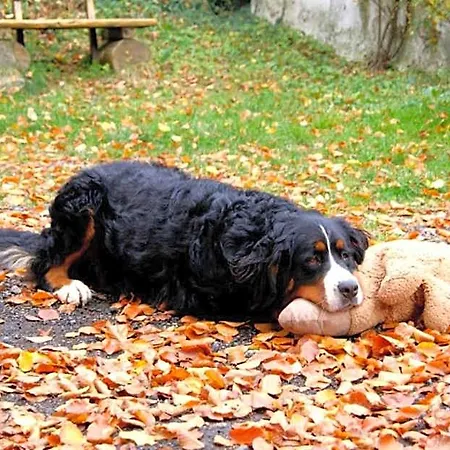 Baunhoeller-muehle *