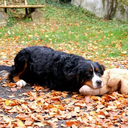 ホテル Baunhoeller-muehle *