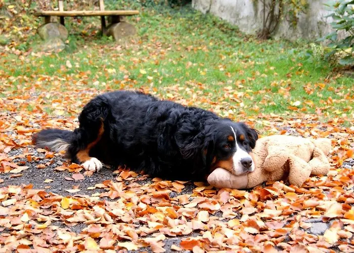 酒店 Baunhoeller-muehle *