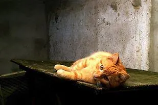 酒店 Baunhoeller-muehle